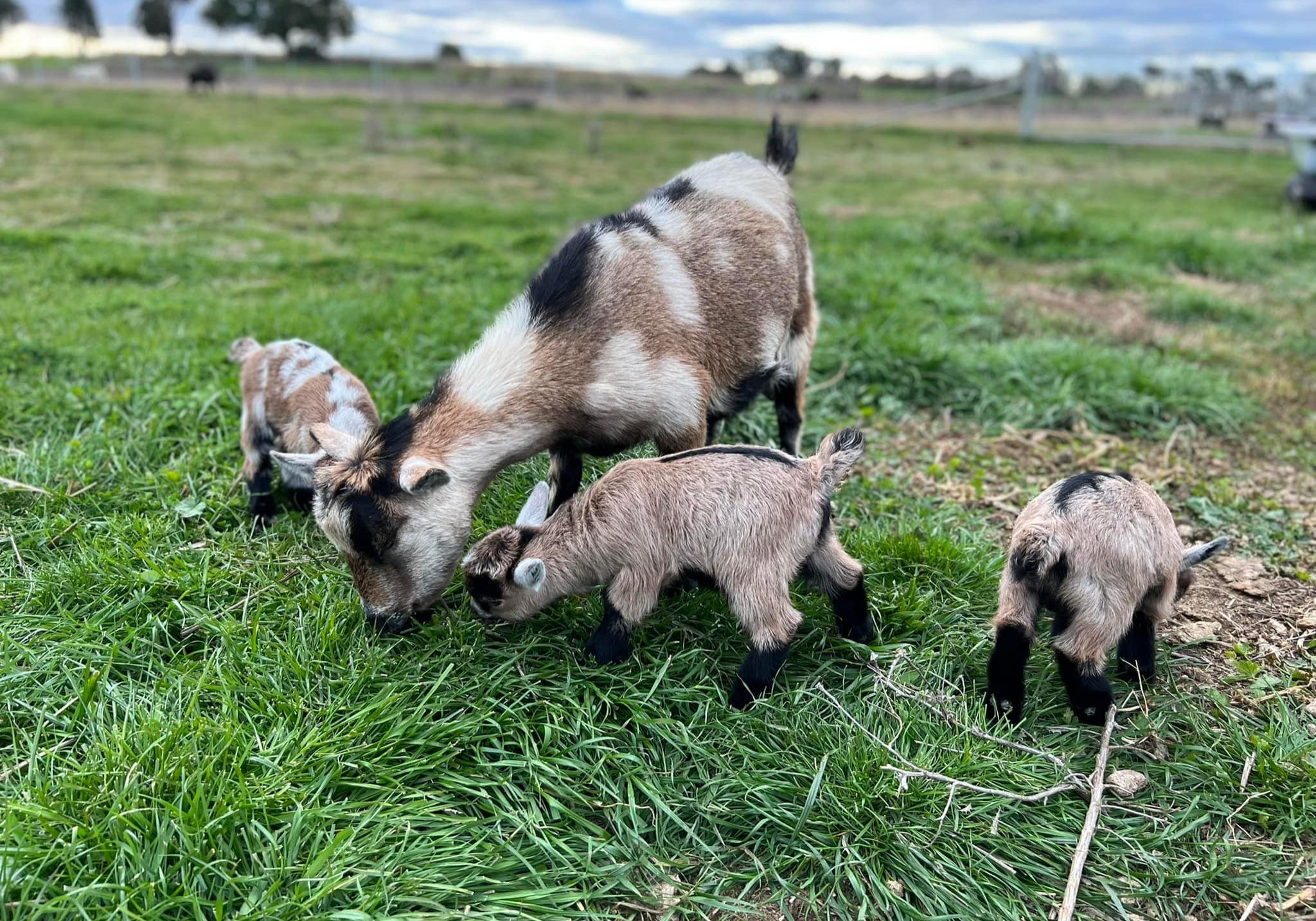 A pygmy goat and three kids graze on lush green grass in a rural field, with sheep visible in the background under a cloudy sky.