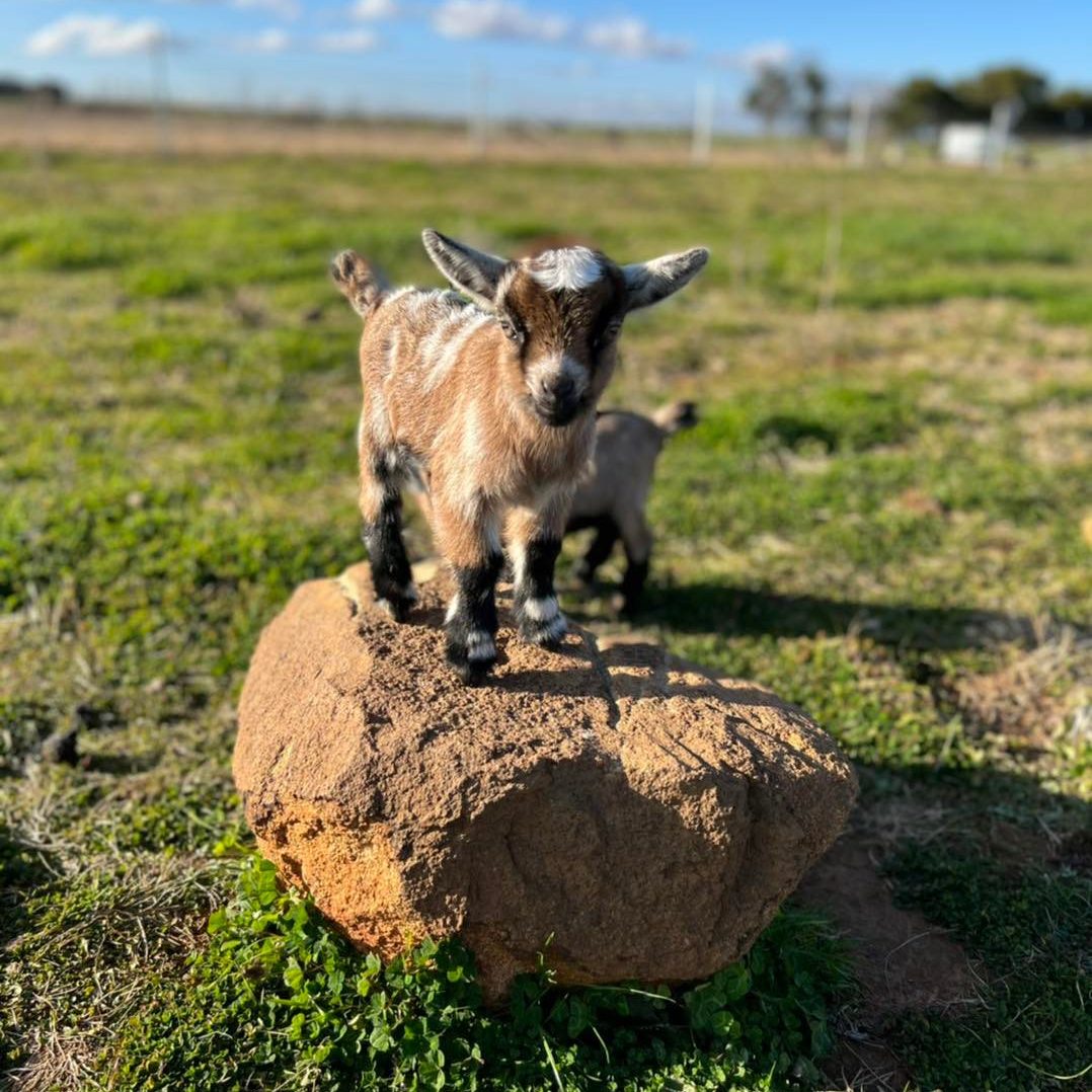 A young brown and white pygmy goat standing on a large rock in a grassy field with a clear blue sky in the background.