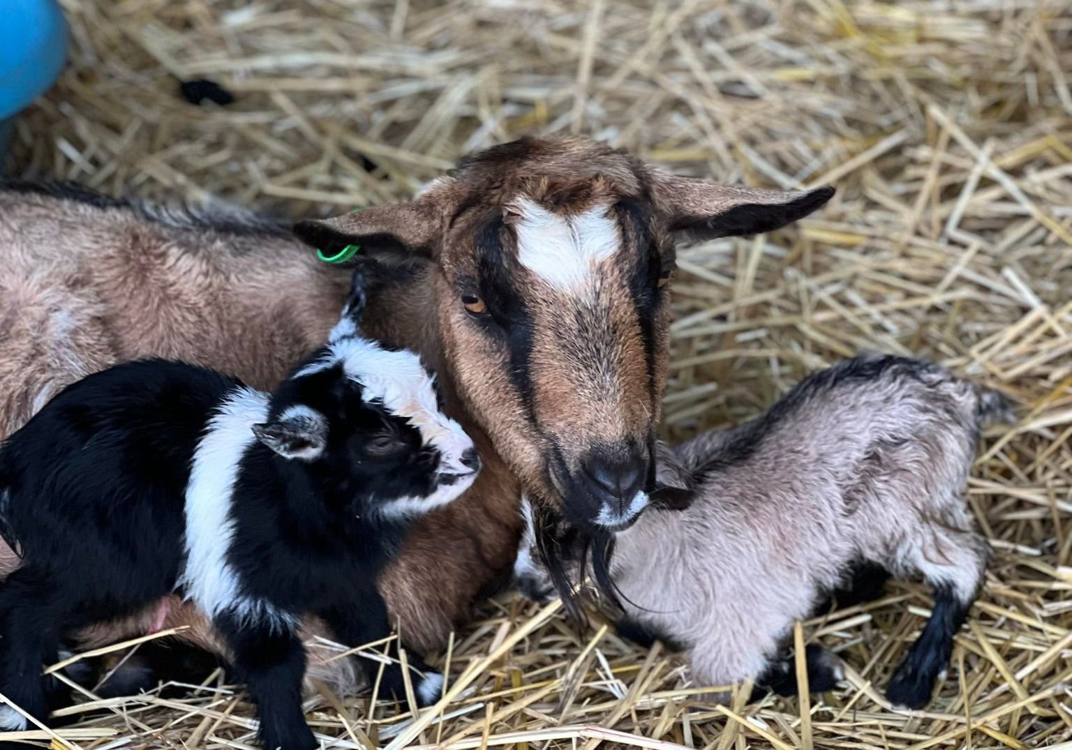 Pgymy Goat Eleanor with her kids.