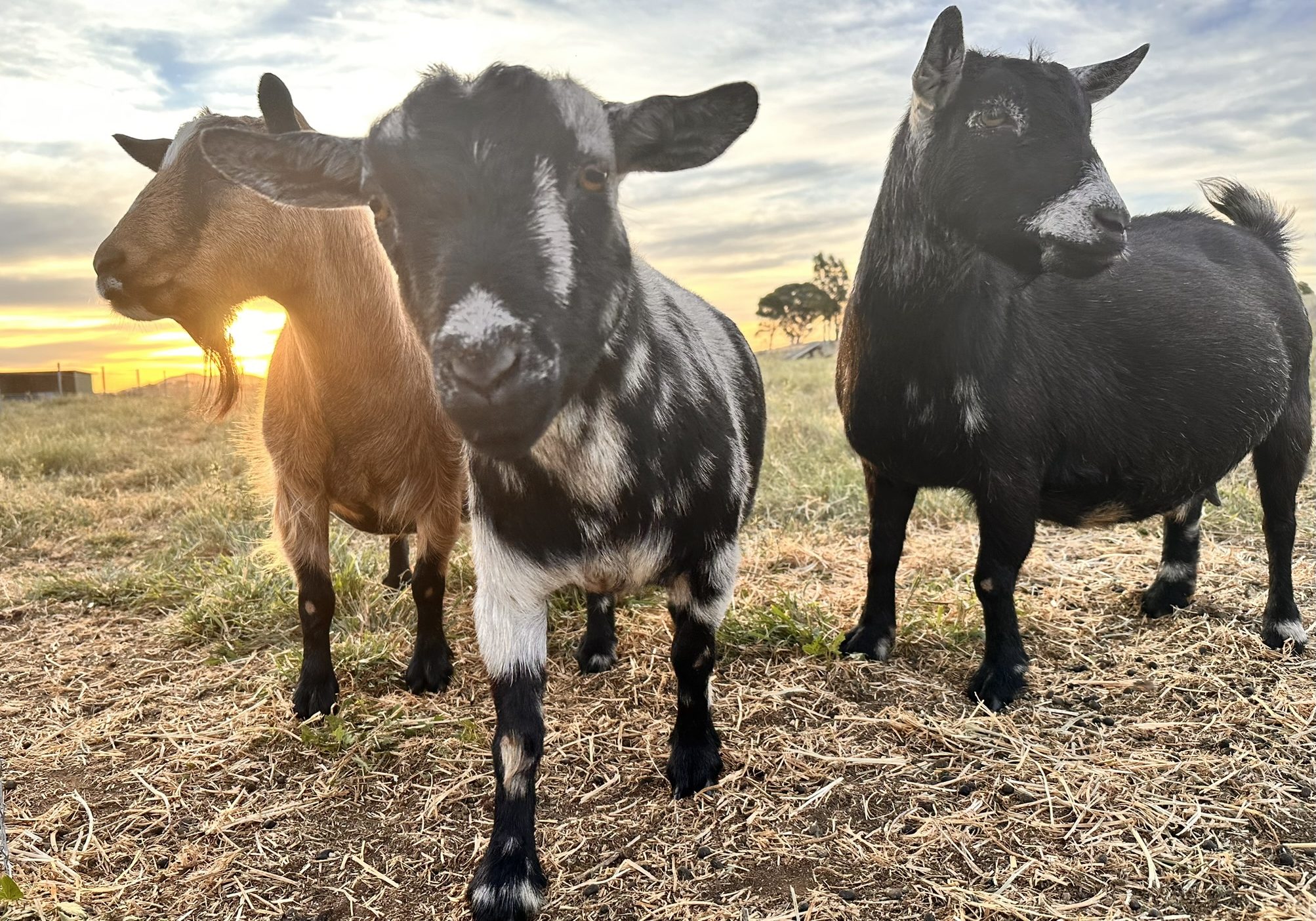 Three goats standing in a field at sunset, with one looking directly at the camera and the sun setting in the background.