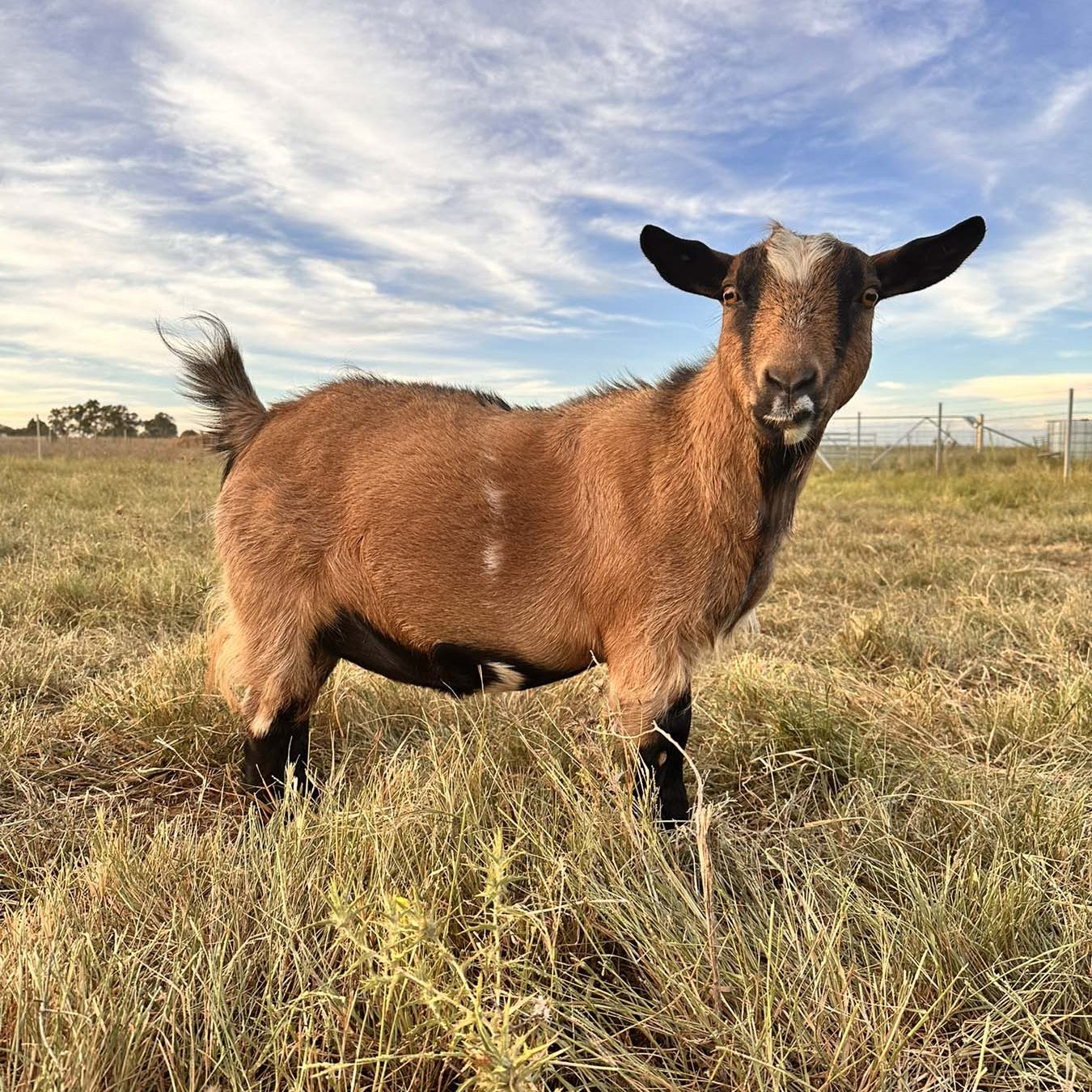 Ourfield Eleanor